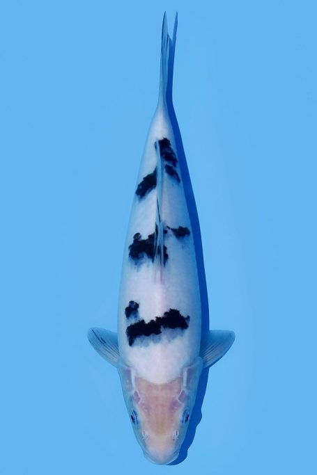 bekko