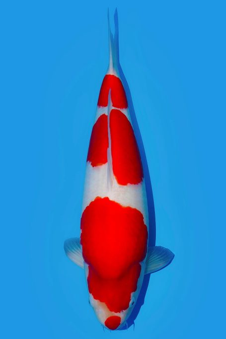 Kohaku