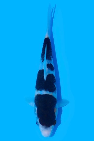 Budo Goromo