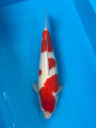 kohaku