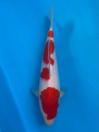 kohaku